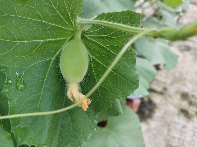 Tr&aacute;i ngọt b&ecirc;n d&ograve;ng s&ocirc;ng Cầu: C&acirc;u chuyện l&agrave;m gi&agrave;u từ n&ocirc;ng nghiệp th&ocirc;ng minh ở Xu&acirc;n Cẩm- Ảnh 3.