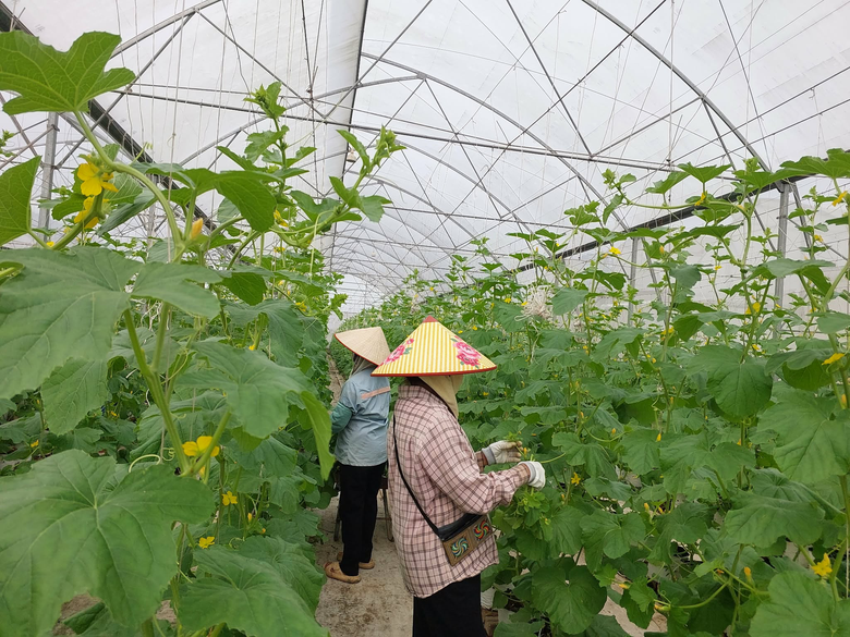 Tr&aacute;i ngọt b&ecirc;n d&ograve;ng s&ocirc;ng Cầu: C&acirc;u chuyện l&agrave;m gi&agrave;u từ n&ocirc;ng nghiệp th&ocirc;ng minh ở Xu&acirc;n Cẩm- Ảnh 5.