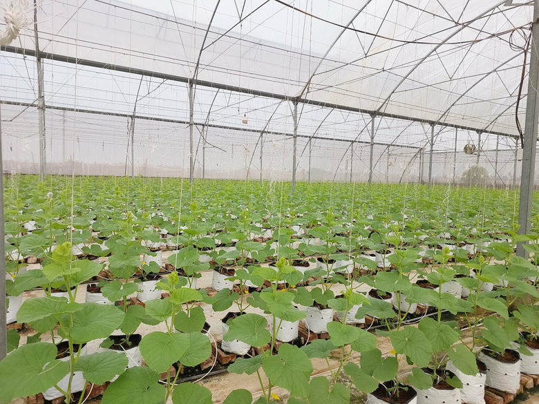 Tr&aacute;i ngọt b&ecirc;n d&ograve;ng s&ocirc;ng Cầu: C&acirc;u chuyện l&agrave;m gi&agrave;u từ n&ocirc;ng nghiệp th&ocirc;ng minh ở Xu&acirc;n Cẩm- Ảnh 6.