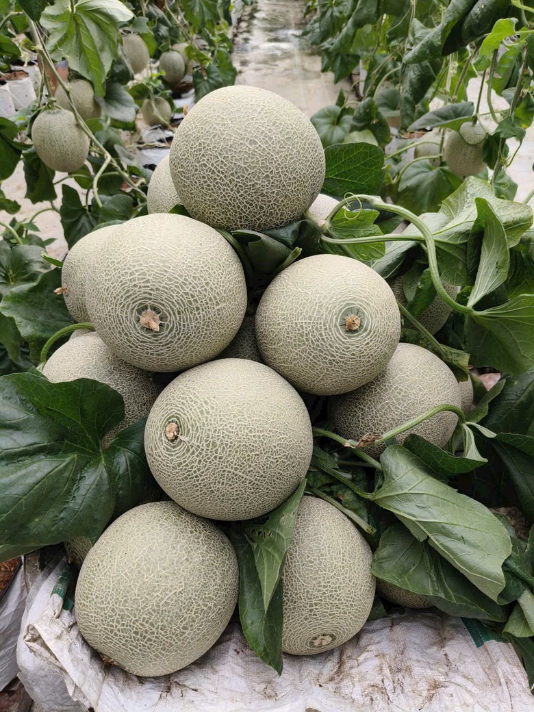 Tr&aacute;i ngọt b&ecirc;n d&ograve;ng s&ocirc;ng Cầu: C&acirc;u chuyện l&agrave;m gi&agrave;u từ n&ocirc;ng nghiệp th&ocirc;ng minh ở Xu&acirc;n Cẩm- Ảnh 7.