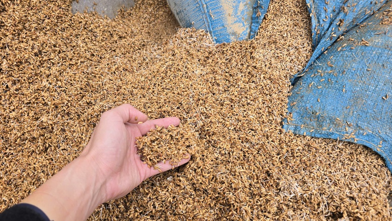 X&aacute;c xơ rốn lũ miền Trung: B&ograve; chết nổi, người d&acirc;n H&ograve;a Thịnh giữ mạng nhờ chiếc ghe nhỏ- Ảnh 6.