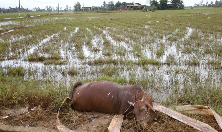 X&aacute;c xơ rốn lũ miền Trung: B&ograve; chết nổi, người d&acirc;n H&ograve;a Thịnh giữ mạng nhờ chiếc ghe nhỏ- Ảnh 4.