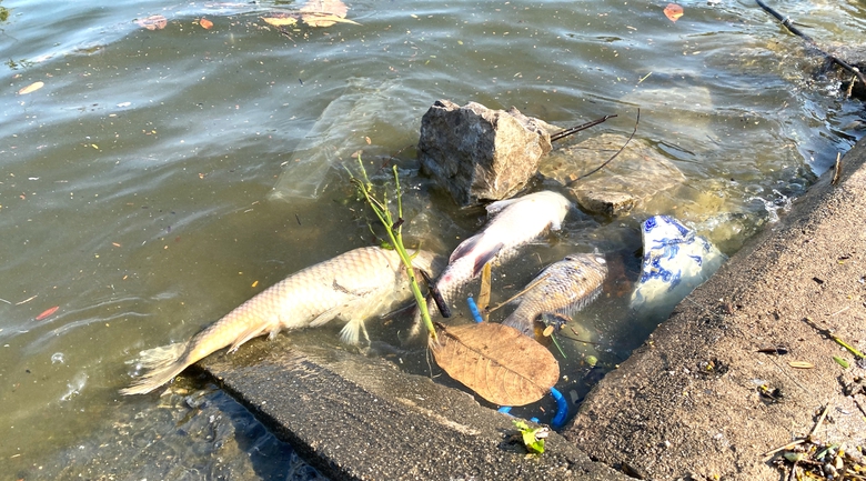 H&agrave; Nội: Chấm dứt cảnh tụ tập c&acirc;u c&aacute; tại hồ Linh Đ&agrave;m- Ảnh 2.