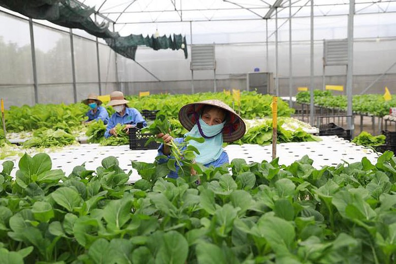 H&agrave; Nội &aacute;p dụng c&ocirc;ng nghệ, th&uacute;c đẩy ph&aacute;t triển c&aacute;c v&ugrave;ng sản xuất rau an to&agrave;n- Ảnh 3.