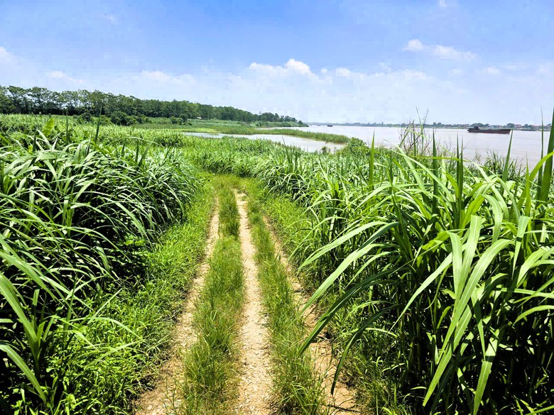 H&agrave; Nội: X&atilde; đảo Minh Ch&acirc;u ph&aacute;t triển m&ocirc; h&igrave;nh n&ocirc;ng nghiệp xanh, gắn với du lịch trải nghiệm- Ảnh 15.