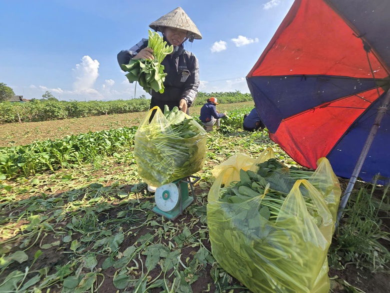 H&agrave; Nội: X&atilde; đảo Minh Ch&acirc;u ph&aacute;t triển m&ocirc; h&igrave;nh n&ocirc;ng nghiệp xanh, gắn với du lịch trải nghiệm- Ảnh 11.