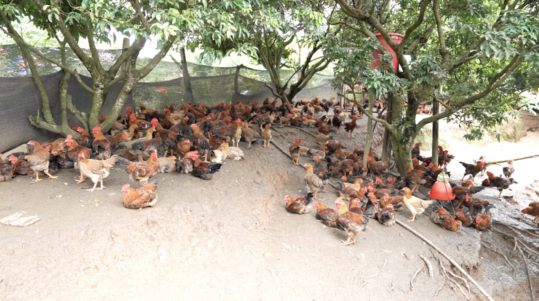 Bắc Ninh: X&atilde; ngh&egrave;o miền n&uacute;i th&agrave;nh điểm s&aacute;ng n&ocirc;ng th&ocirc;n mới- Ảnh 3.