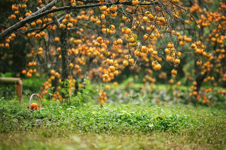 Du kh&aacute;ch "săn" ảnh đẹp ở vườn hồng tr&ecirc;n cao nguy&ecirc;n Mộc Ch&acirc;u- Ảnh 3.