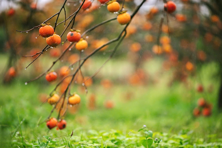 Du kh&aacute;ch "săn" ảnh đẹp ở vườn hồng tr&ecirc;n cao nguy&ecirc;n Mộc Ch&acirc;u- Ảnh 12.