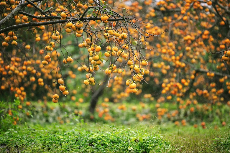 Du kh&aacute;ch "săn" ảnh đẹp ở vườn hồng tr&ecirc;n cao nguy&ecirc;n Mộc Ch&acirc;u- Ảnh 1.