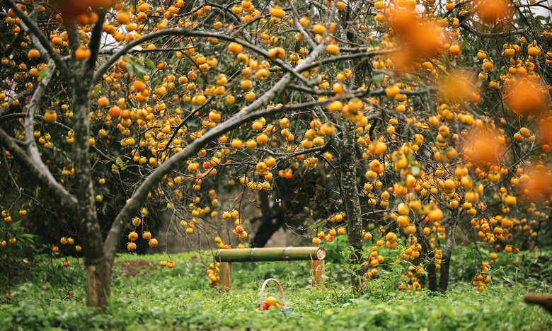 Du kh&aacute;ch "săn" ảnh đẹp ở vườn hồng tr&ecirc;n cao nguy&ecirc;n Mộc Ch&acirc;u- Ảnh 2.