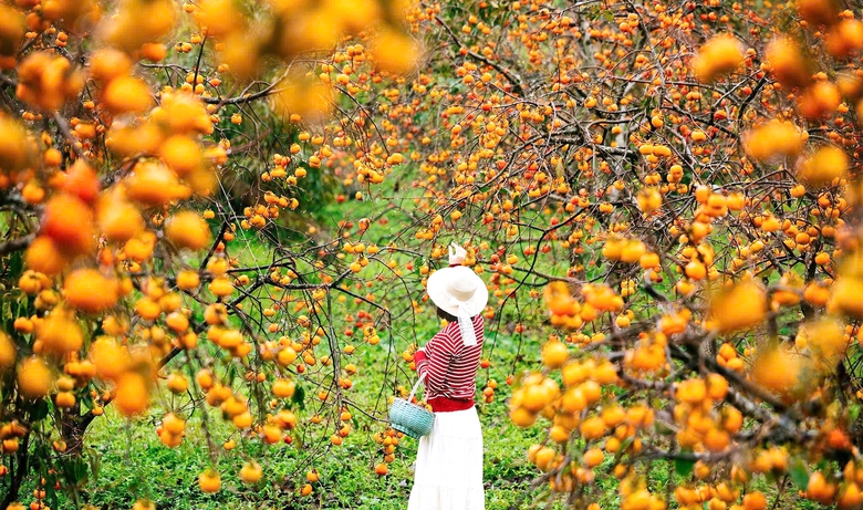 Du kh&aacute;ch "săn" ảnh đẹp ở vườn hồng tr&ecirc;n cao nguy&ecirc;n Mộc Ch&acirc;u- Ảnh 13.