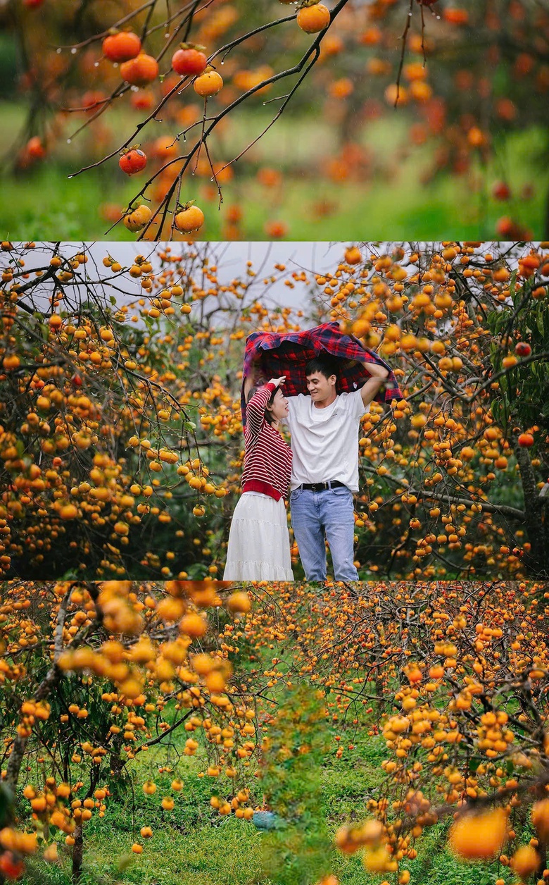 Du kh&aacute;ch "săn" ảnh đẹp ở vườn hồng tr&ecirc;n cao nguy&ecirc;n Mộc Ch&acirc;u- Ảnh 11.