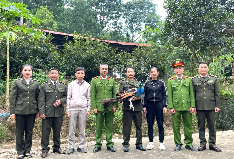 Thanh H&oacute;a: Người d&acirc;n giao nộp c&ocirc;ng Ấn Độ v&agrave; khỉ mốc cho kiểm l&acirc;m- Ảnh 2.