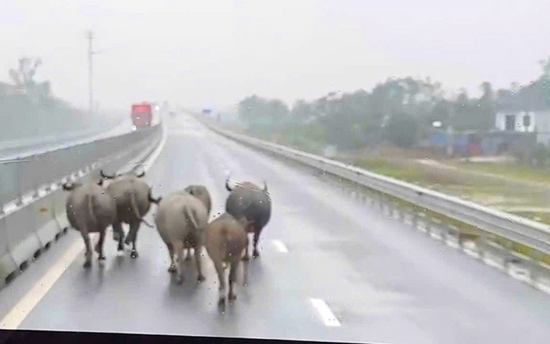 Tr&acirc;u b&ograve; x&acirc;m nhập cao tốc Bắc - Nam qua H&agrave; Tĩnh: Giải ph&aacute;p n&agrave;o ngăn chặn triệt để?- Ảnh 1.