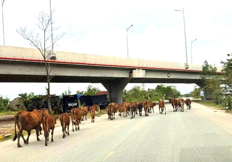 Tr&acirc;u b&ograve; x&acirc;m nhập cao tốc Bắc - Nam qua H&agrave; Tĩnh: Giải ph&aacute;p n&agrave;o ngăn chặn triệt để?- Ảnh 3.