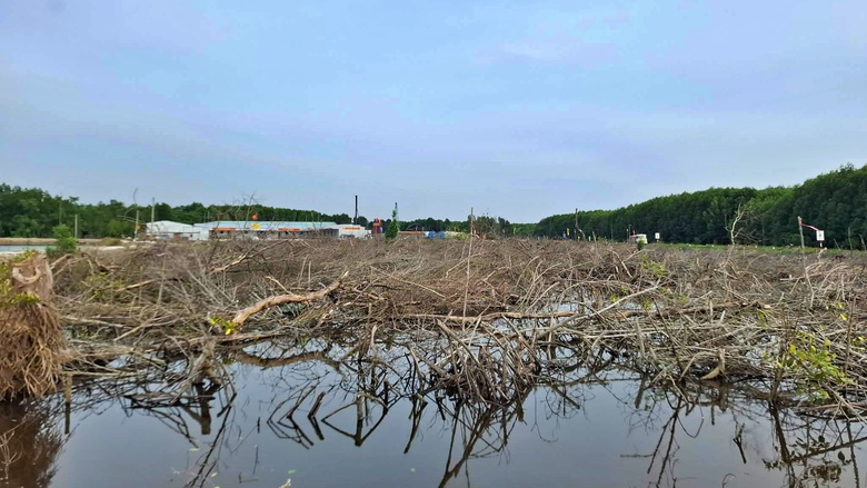 Chuyển đổi hơn 31ha rừng phục vụ cao tốc Cà Mau – Đất Mũi và đường ra đảo Hòn Khoai- Ảnh 1. Chuyển đổi hơn 31ha rừng phục vụ cao tốc Cà Mau – Đất Mũi và đường ra đảo Hòn Khoai- Ảnh 1.