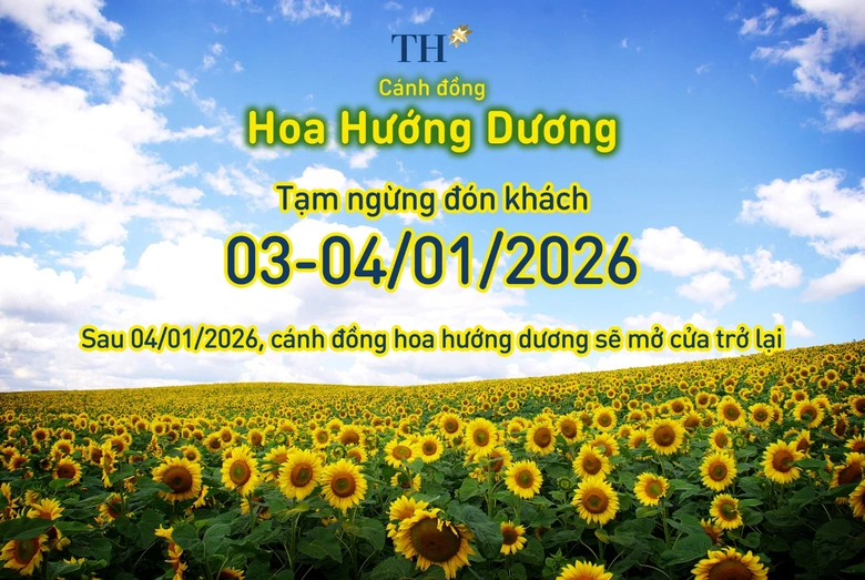 C&aacute;nh đồng hướng dương TH tạm đ&oacute;ng cửa ng&agrave;y 3-4/1/2026- Ảnh 1.