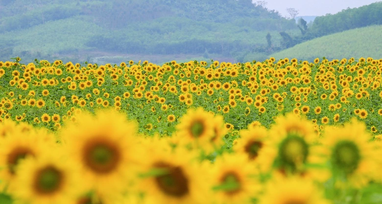 C&aacute;nh đồng hướng dương TH tạm đ&oacute;ng cửa ng&agrave;y 3-4/1/2026- Ảnh 2.