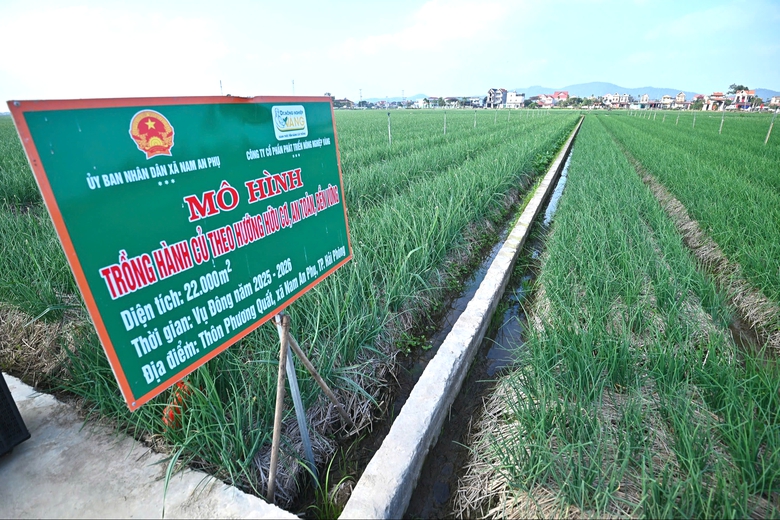 Kết nối n&ocirc;ng sản v&ugrave;ng Đồng bằng s&ocirc;ng Hồng, hướng tới thị trường Tết- Ảnh 3.