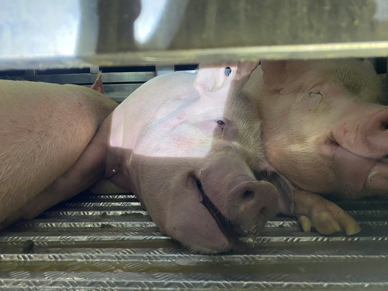 Cảnh s&aacute;t giao th&ocirc;ng Gia Lai kịp thời ph&aacute;t hiện hai xe chở lợn nghi nhiễm dịch đi ti&ecirc;u thụ- Ảnh 2.