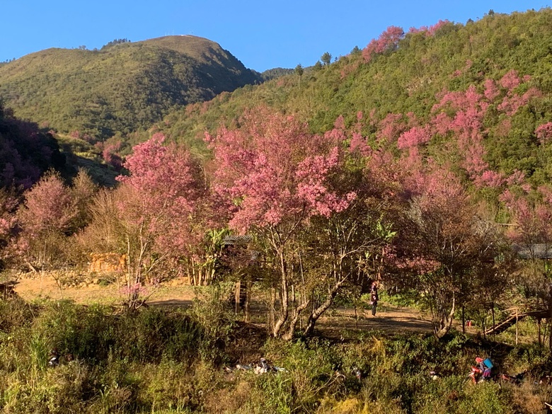 M&ugrave; Cang Chải sẵn s&agrave;ng cho Festival Kh&egrave;n M&ocirc;ng v&agrave; Lễ hội hoa Tớ D&agrave;y 2026- Ảnh 7.