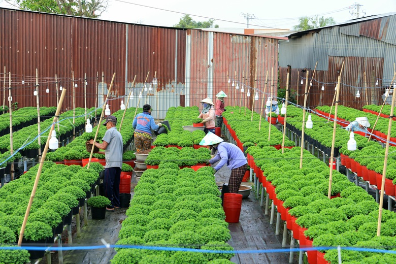 Đồng Th&aacute;p: Sắp c&oacute; Festival hoa Sa Đ&eacute;c với h&agrave;ng ng&agrave;n chậu kiểng, bon sai- Ảnh 3.