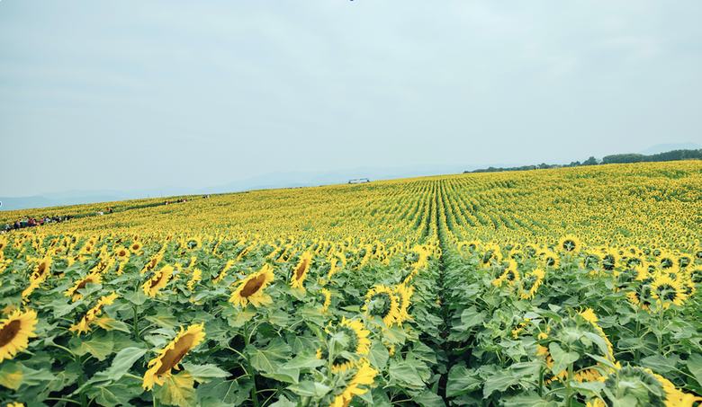 Cánh đồng hoa hướng dương đẹp nhất Nghệ An dự kiến đón khách trong 7 ngày tới- Ảnh 3. Cánh đồng hoa hướng dương đẹp nhất Nghệ An dự kiến đón khách trong 7 ngày tới- Ảnh 3.