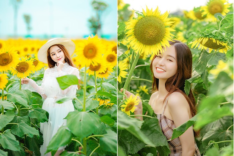 Cánh đồng hoa hướng dương đẹp nhất Nghệ An dự kiến đón khách trong 7 ngày tới- Ảnh 2. Cánh đồng hoa hướng dương đẹp nhất Nghệ An dự kiến đón khách trong 7 ngày tới- Ảnh 2.