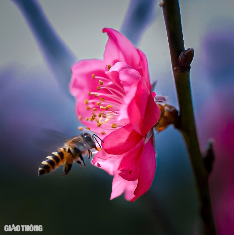 Hoa đ&agrave;o bung nở "kho&aacute;c &aacute;o mới" đẹp như tranh tại huyện miền n&uacute;i B&igrave;nh Định- Ảnh 5.