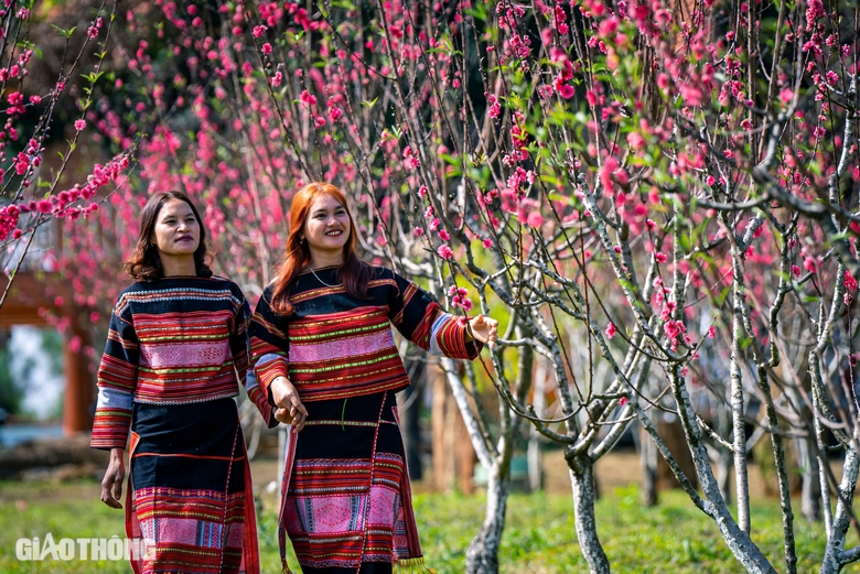 Hoa đ&agrave;o bung nở "kho&aacute;c &aacute;o mới" đẹp như tranh tại huyện miền n&uacute;i B&igrave;nh Định- Ảnh 3.