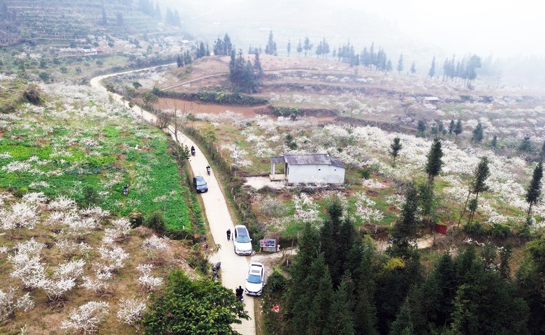 Hoa mận nở trắng n&uacute;i rừng T&acirc;y Bắc- Ảnh 8.