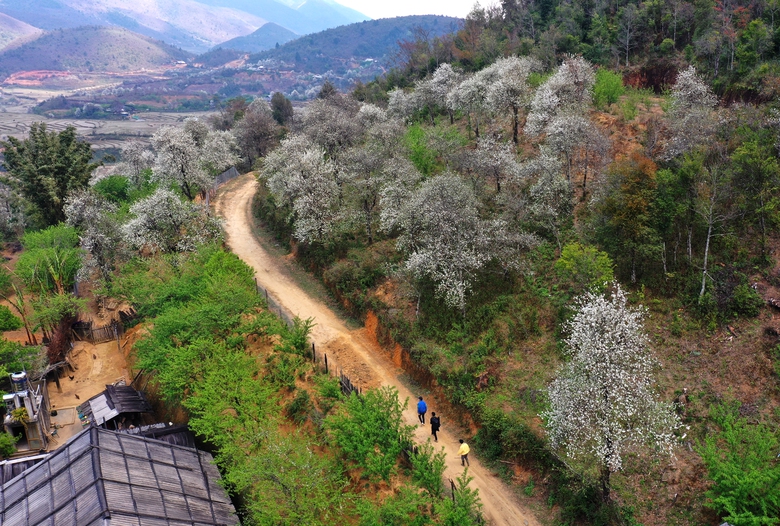 Hoa mận nở trắng n&uacute;i rừng T&acirc;y Bắc- Ảnh 2.