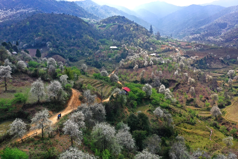 Hoa mận nở trắng n&uacute;i rừng T&acirc;y Bắc- Ảnh 1.