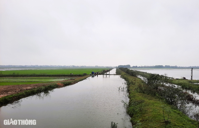 Quảng Trị: Hàng nghìn ha lúa ngập úng nặng vì mưa bất thường sau Tết- Ảnh 4. Quảng Trị: Hàng nghìn ha lúa ngập úng nặng vì mưa bất thường sau Tết- Ảnh 4.