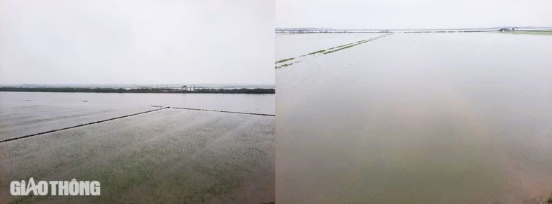 Quảng Trị: Hàng nghìn ha lúa ngập úng nặng vì mưa bất thường sau Tết- Ảnh 1. Quảng Trị: Hàng nghìn ha lúa ngập úng nặng vì mưa bất thường sau Tết- Ảnh 1.