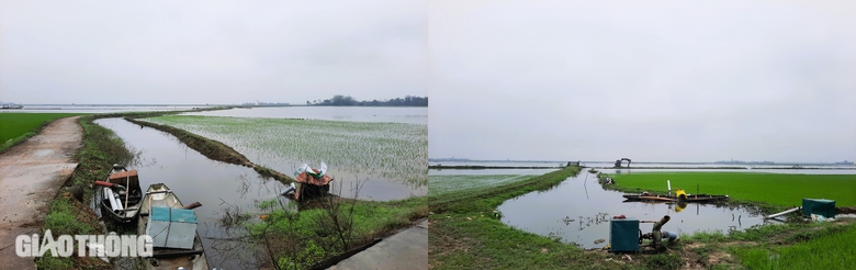 Quảng Trị: Hàng nghìn ha lúa ngập úng nặng vì mưa bất thường sau Tết- Ảnh 3. Quảng Trị: Hàng nghìn ha lúa ngập úng nặng vì mưa bất thường sau Tết- Ảnh 3.