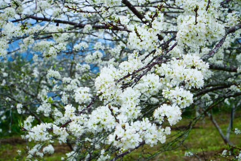 Hoa mận nở trắng n&uacute;i rừng T&acirc;y Bắc- Ảnh 10.