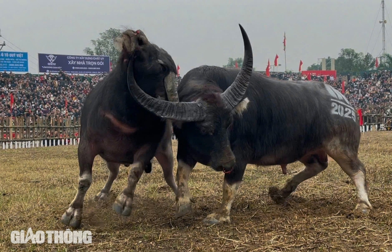 Hàng vạn người chứng kiến trận đấu nảy lửa của các "ông Cầu" tại Vĩnh Phúc- Ảnh 7. Hàng vạn người chứng kiến trận đấu nảy lửa của các "ông Cầu" tại Vĩnh Phúc- Ảnh 7.