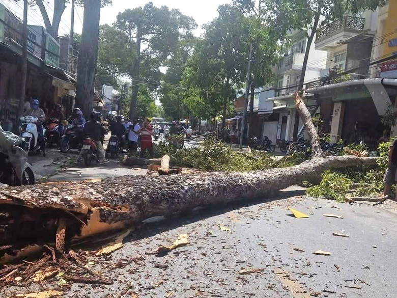 C&acirc;y đổ, gi&oacute; cuốn văng biển quảng c&aacute;o giữa đường phố Tr&agrave; Vinh khiến người d&acirc;n bị thương- Ảnh 2.