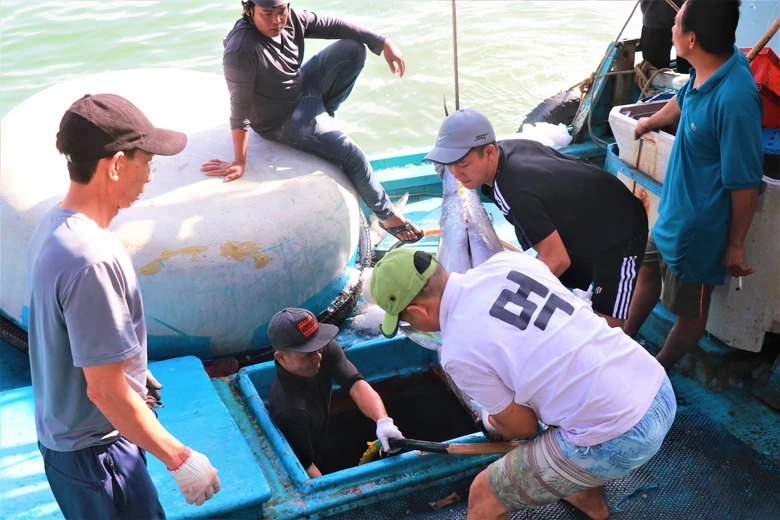 Đầu năm đ&oacute;n lộc biển, ngư d&acirc;n Kh&aacute;nh H&ograve;a vươn khơi gỡ thẻ v&agrave;ng IUU- Ảnh 1.