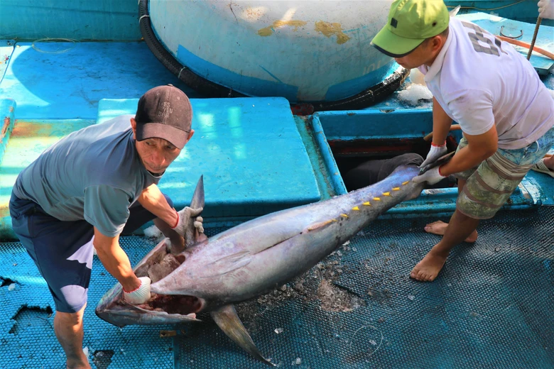 Đầu năm đ&oacute;n lộc biển, ngư d&acirc;n Kh&aacute;nh H&ograve;a vươn khơi gỡ thẻ v&agrave;ng IUU- Ảnh 3.