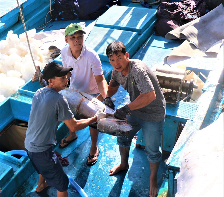 Đầu năm đ&oacute;n lộc biển, ngư d&acirc;n Kh&aacute;nh H&ograve;a vươn khơi gỡ thẻ v&agrave;ng IUU- Ảnh 2.