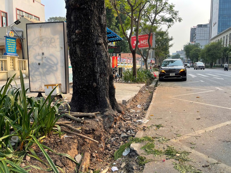 TP.HCM: Thi c&ocirc;ng vỉa h&egrave;, loạt c&acirc;y xanh trước c&ocirc;ng vi&ecirc;n Tao Đ&agrave;n bị đốn hạ- Ảnh 4.