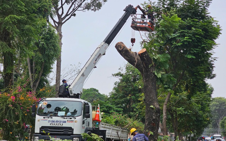 TP.HCM: Thi c&ocirc;ng vỉa h&egrave;, loạt c&acirc;y xanh trước c&ocirc;ng vi&ecirc;n Tao Đ&agrave;n bị đốn hạ
