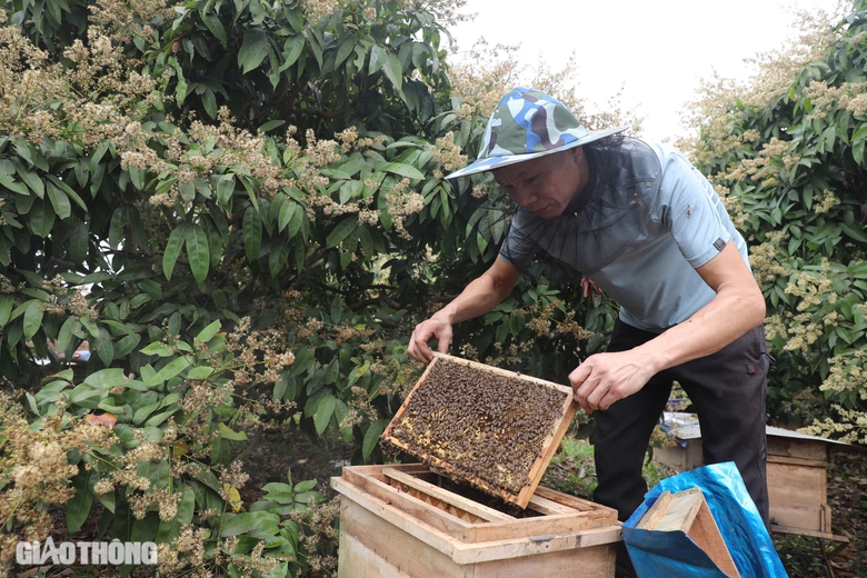 Cận cảnh mùa mật ngọt dưới tán vải thiều ở Bắc Giang- Ảnh 1. Cận cảnh mùa mật ngọt dưới tán vải thiều ở Bắc Giang- Ảnh 1.