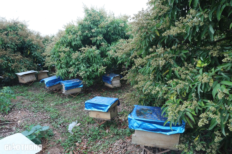 Cận cảnh mùa mật ngọt dưới tán vải thiều ở Bắc Giang- Ảnh 16. Cận cảnh mùa mật ngọt dưới tán vải thiều ở Bắc Giang- Ảnh 16.