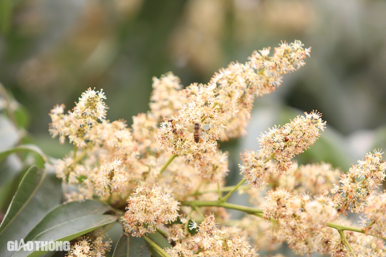 Cận cảnh mùa mật ngọt dưới tán vải thiều ở Bắc Giang- Ảnh 5. Cận cảnh mùa mật ngọt dưới tán vải thiều ở Bắc Giang- Ảnh 5.