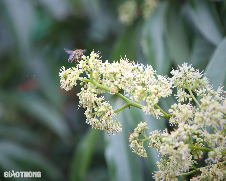 Cận cảnh mùa mật ngọt dưới tán vải thiều ở Bắc Giang- Ảnh 6. Cận cảnh mùa mật ngọt dưới tán vải thiều ở Bắc Giang- Ảnh 6.