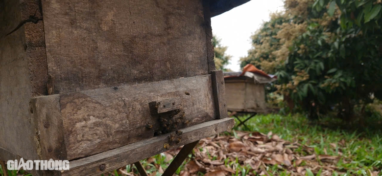 Cận cảnh mùa mật ngọt dưới tán vải thiều ở Bắc Giang- Ảnh 18. Cận cảnh mùa mật ngọt dưới tán vải thiều ở Bắc Giang- Ảnh 18.